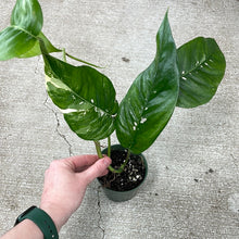 Load image into Gallery viewer, Epipremnum pinnatum Albo 6&quot; Hanging Basket