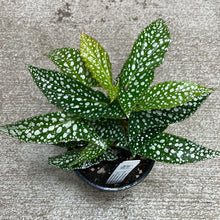 Load image into Gallery viewer, Begonia maculata &#39;Silver Spot&#39; 4&quot;