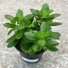 Load image into Gallery viewer, Crassula ovata sp. 4&quot; - Jade Plant