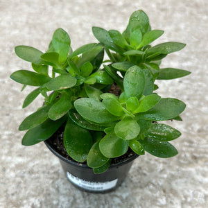 Crassula ovata sp. 4" - Jade Plant