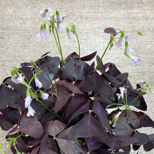 Load image into Gallery viewer, Oxalis Triangularis 6&quot; - Purple Shamrock