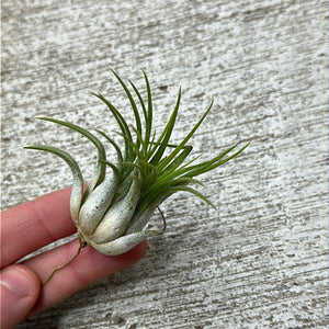 Ionantha Rubra 1-2"