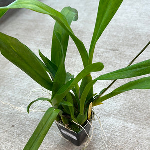 Aliceara Pacific Nova