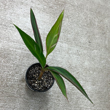 Load image into Gallery viewer, Musa aeae 4&quot; - Variegated Banana Plant