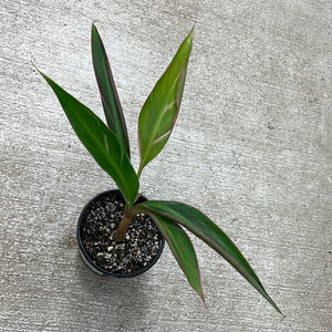 Musa aeae 4" - Variegated Banana Plant