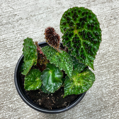 Begonia Ferox 4