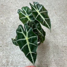 Load image into Gallery viewer, Alocasia Polly 4&quot; - African Mask