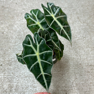 Alocasia Polly 4" - African Mask