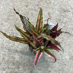 Cryptanthus sp. 4" - Earth Star