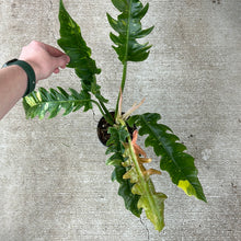 Load image into Gallery viewer, Philodendron Ring of Fire 4&quot;