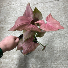Load image into Gallery viewer, Syngonium Pink Perfection 4&quot;