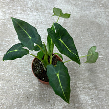 Load image into Gallery viewer, Alocasia Velvet Elvis 4&quot;