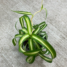 Load image into Gallery viewer, Chlorophytum c. &#39;Bonnie&#39; 4&quot; - Curly Spider Plant