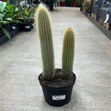 Load image into Gallery viewer, Assorted Cactaceae 6&quot; - Cacti