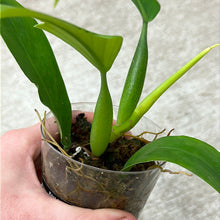 Load image into Gallery viewer, Philodendron panduriforme cup