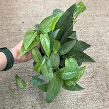Load image into Gallery viewer, Epipremnum Cebu Blue 6&quot; - Pothos