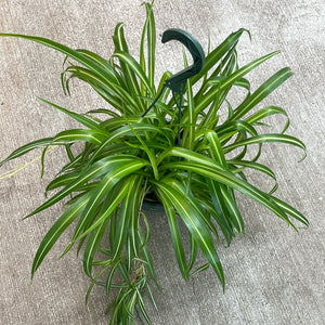 Chlorophytum sp. 8" - Spider Plant Reverse Variegated Basket