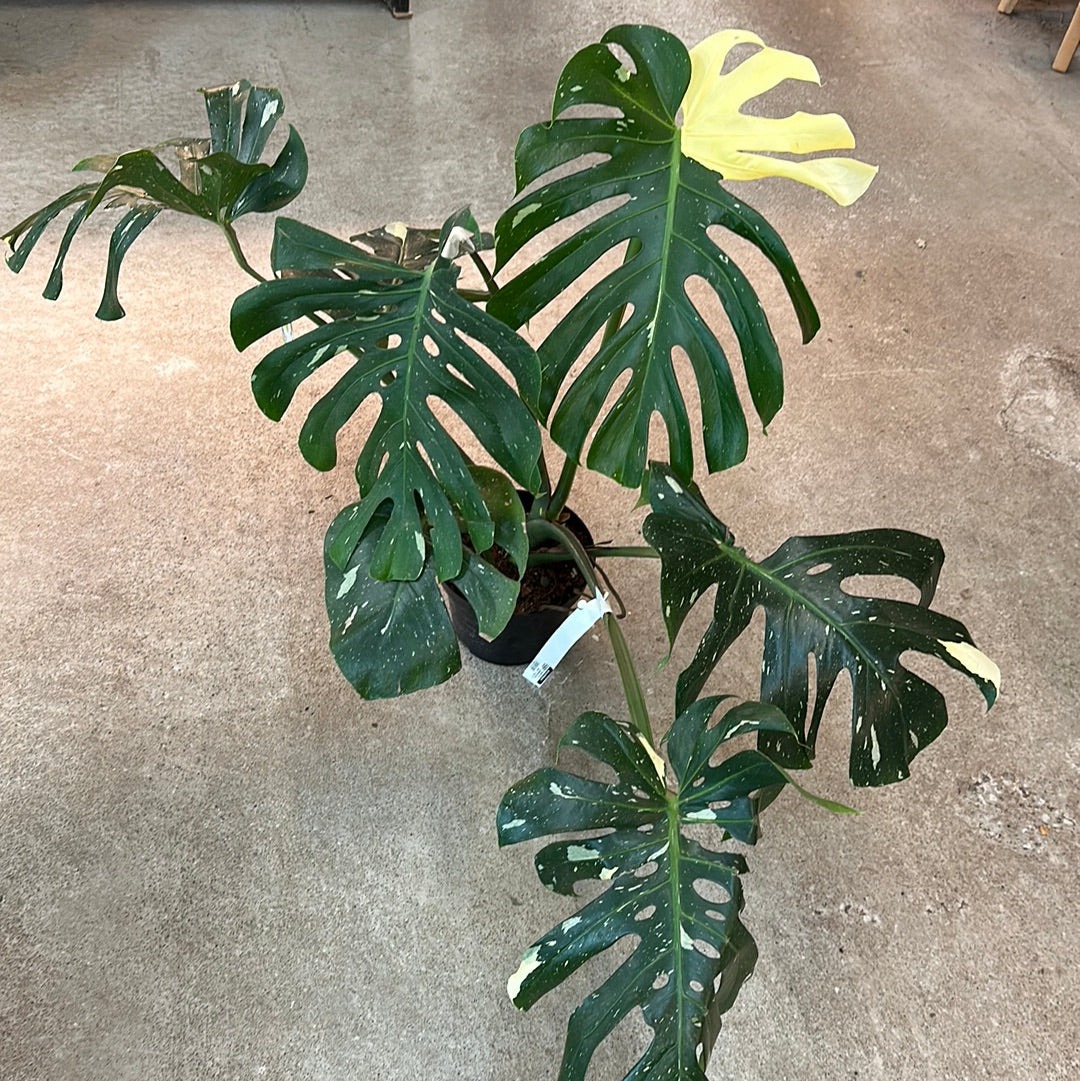large monstera thai constellation Monstera Thai Constellation Extra Large 8"