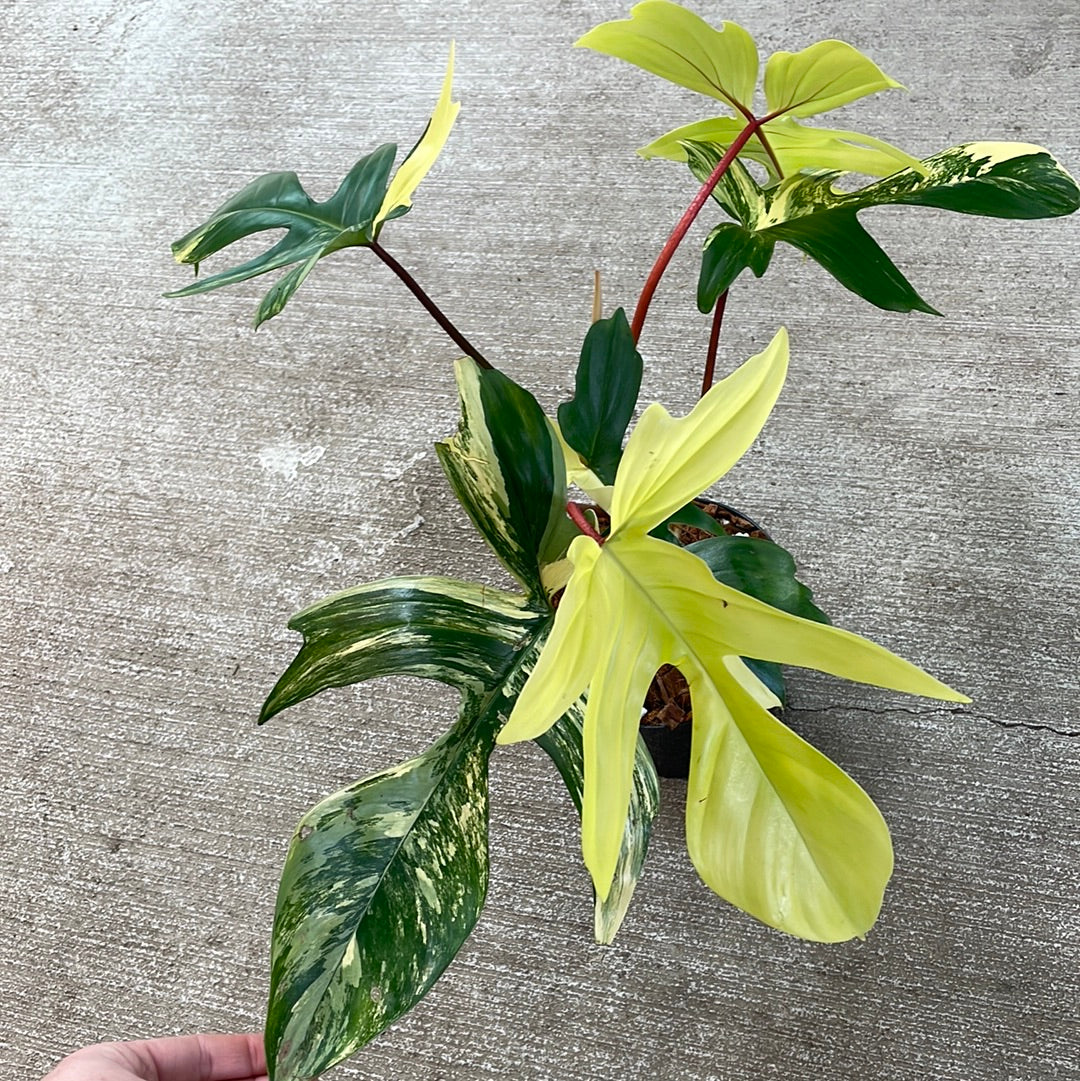philodendron florida flower Philodendron Florida Beauty 6" – Kent East Hill Nursery