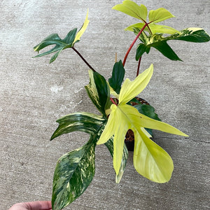 Philodendron Florida Beauty 6"