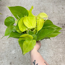 Load image into Gallery viewer, Philodendron Cordatum Lemon 6&quot; - Heartleaf Philodendron