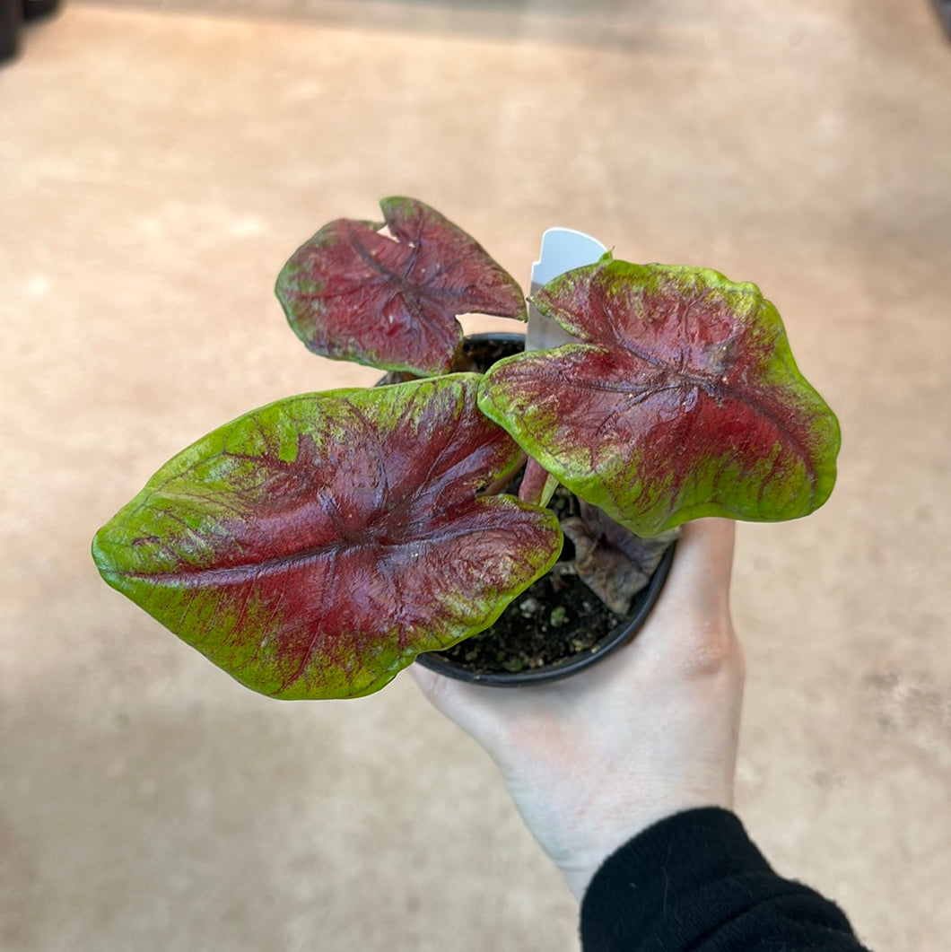 Caladium 'Queen Red Bicolor' 4