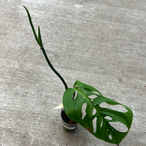 cupshe monstera Monstera Esqueleto Cup – Kent East Hill Nursery