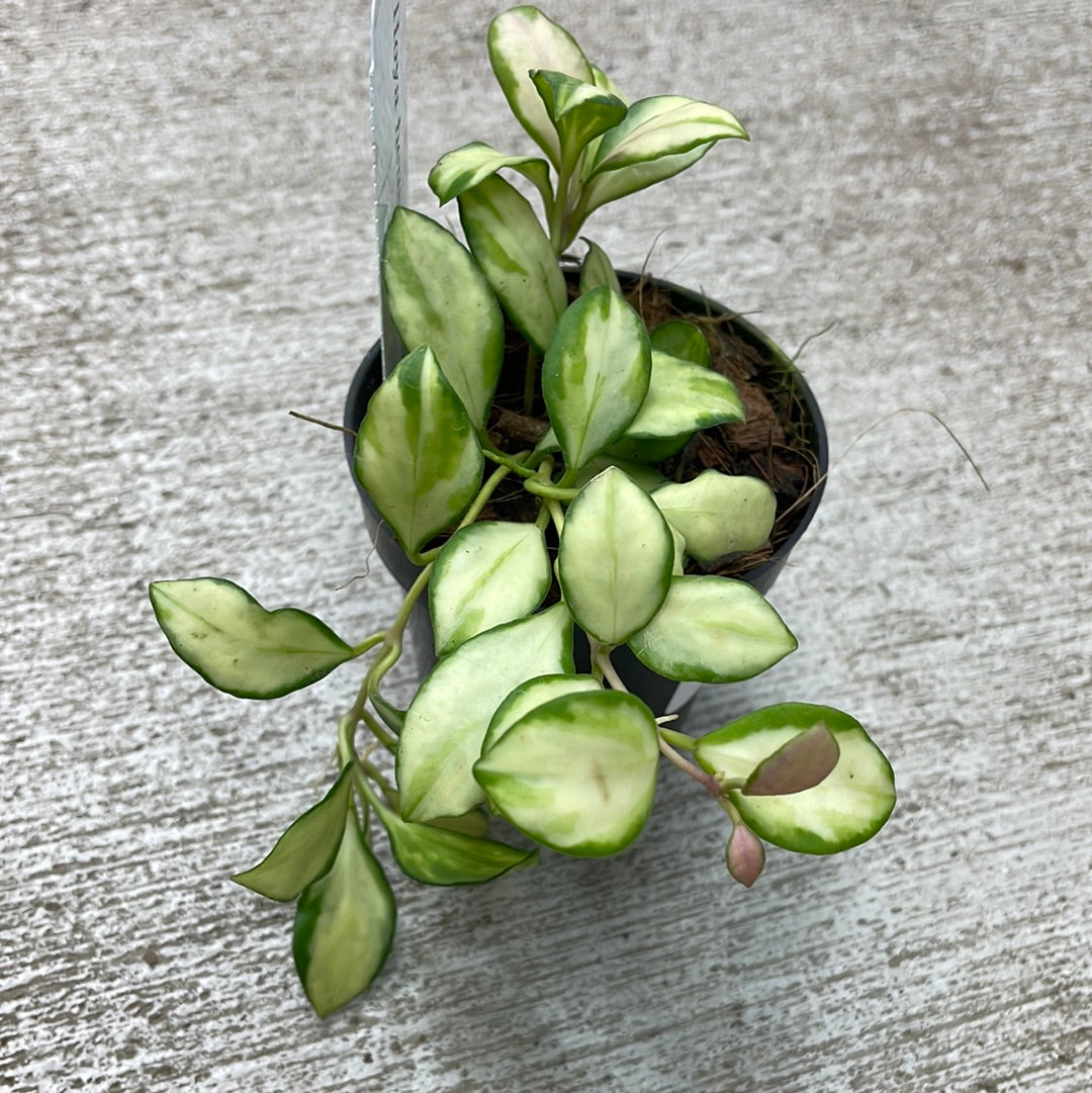 Hoya heuschkeliana variegata 3