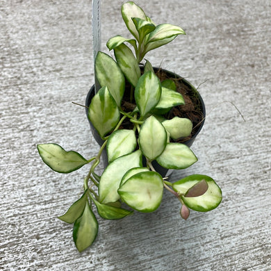 Hoya heuschkeliana variegata 3