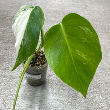 Load image into Gallery viewer, Monstera Albo Cup B