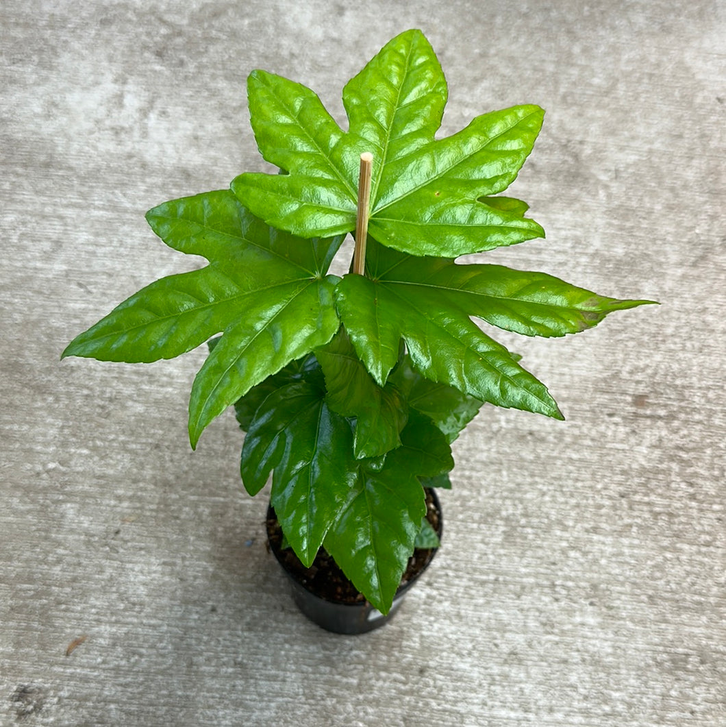 Fatsia 4