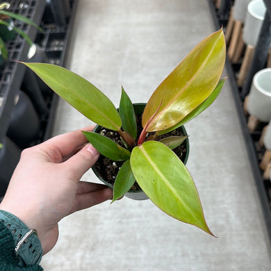 Philodendron Prince of Orange 4