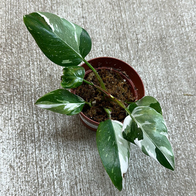 Philodendron 'White Princess' 4