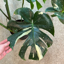Load image into Gallery viewer, Monstera Thai Constellation Extra Large 8&quot; - Plant &quot;E&quot;