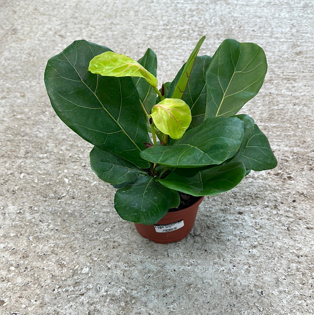 6' fiddle leaf fig Ficus lyrata 6"