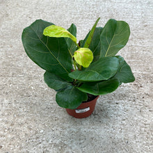 Load image into Gallery viewer, Ficus lyrata 6&quot; - Fiddle Leaf Fig