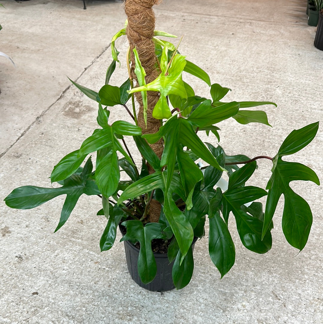 hammerhead philodendron Philodendron Squamiferum x Pedatum Totem