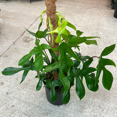 Philodendron Squamiferum x Pedatum Totem