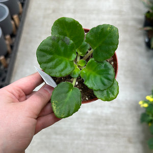 Saintapaulia sp. 4" - Collector/Speciality African Violet