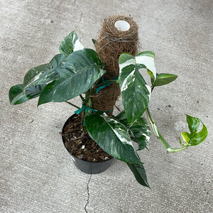 Epipremnum pinnatum variegata 6"