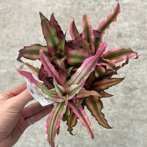 Cryptanthus sp. 4" - Earth Star