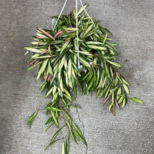 Load image into Gallery viewer, Hoya Wayetii Variegata 8&quot; HB