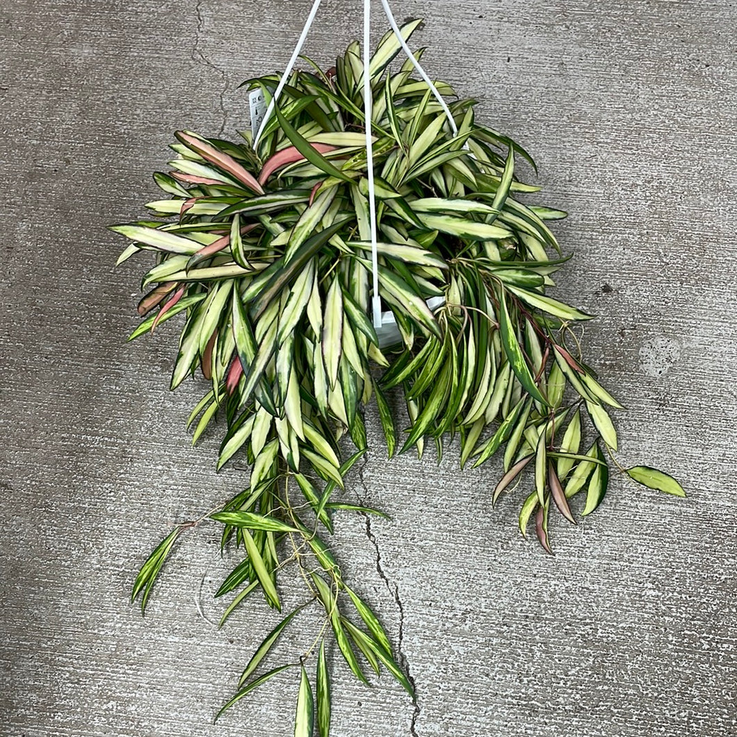 Hoya Wayetii Variegata 8