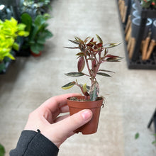 Load image into Gallery viewer, Peperomia Harmony&#39;s High Voltage 2&quot;