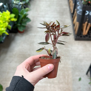 Peperomia Harmony's High Voltage 2"