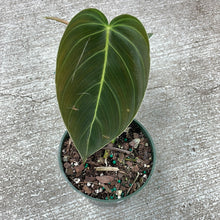 Load image into Gallery viewer, Philodendron Melanochrysum 4&quot;