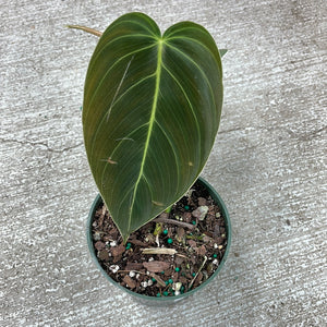 Philodendron Melanochrysum 4"
