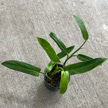 Load image into Gallery viewer, Philodendron oxapapense 4&quot;