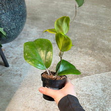Load image into Gallery viewer, Hoya surigaoensis 3&quot;