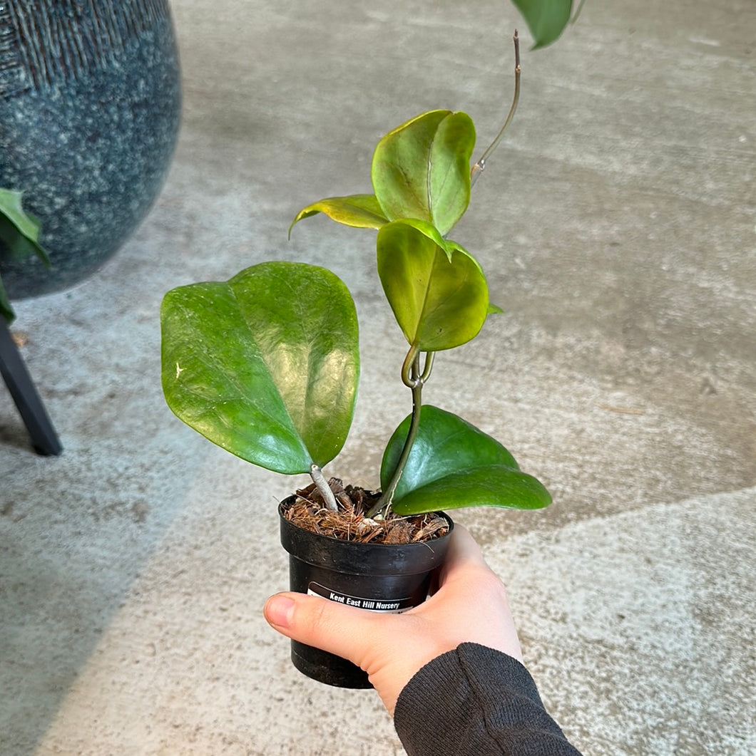 Hoya surigaoensis 3